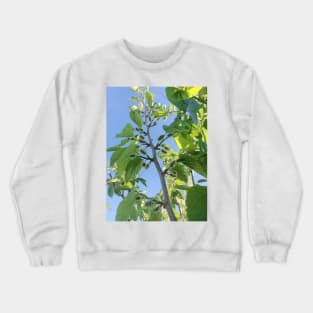 Green Mulberry tree, green leaves, nature plant photography Crewneck Sweatshirt